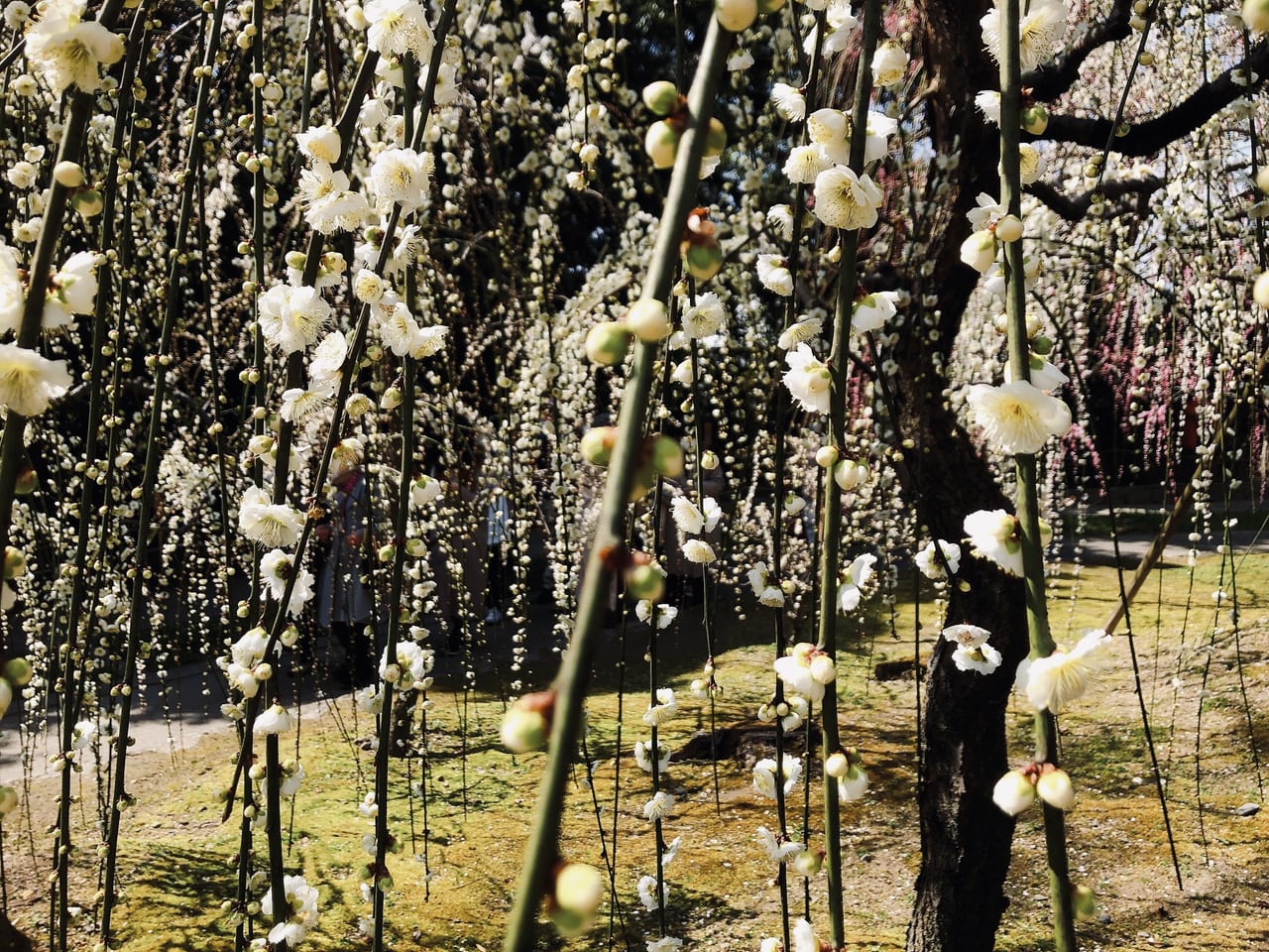 京都市伏見区 春到来 城南宮のしだれ梅が見頃です 鮮やかすぎる紅白の梅に囲まれてきましたよ 号外net 伏見区