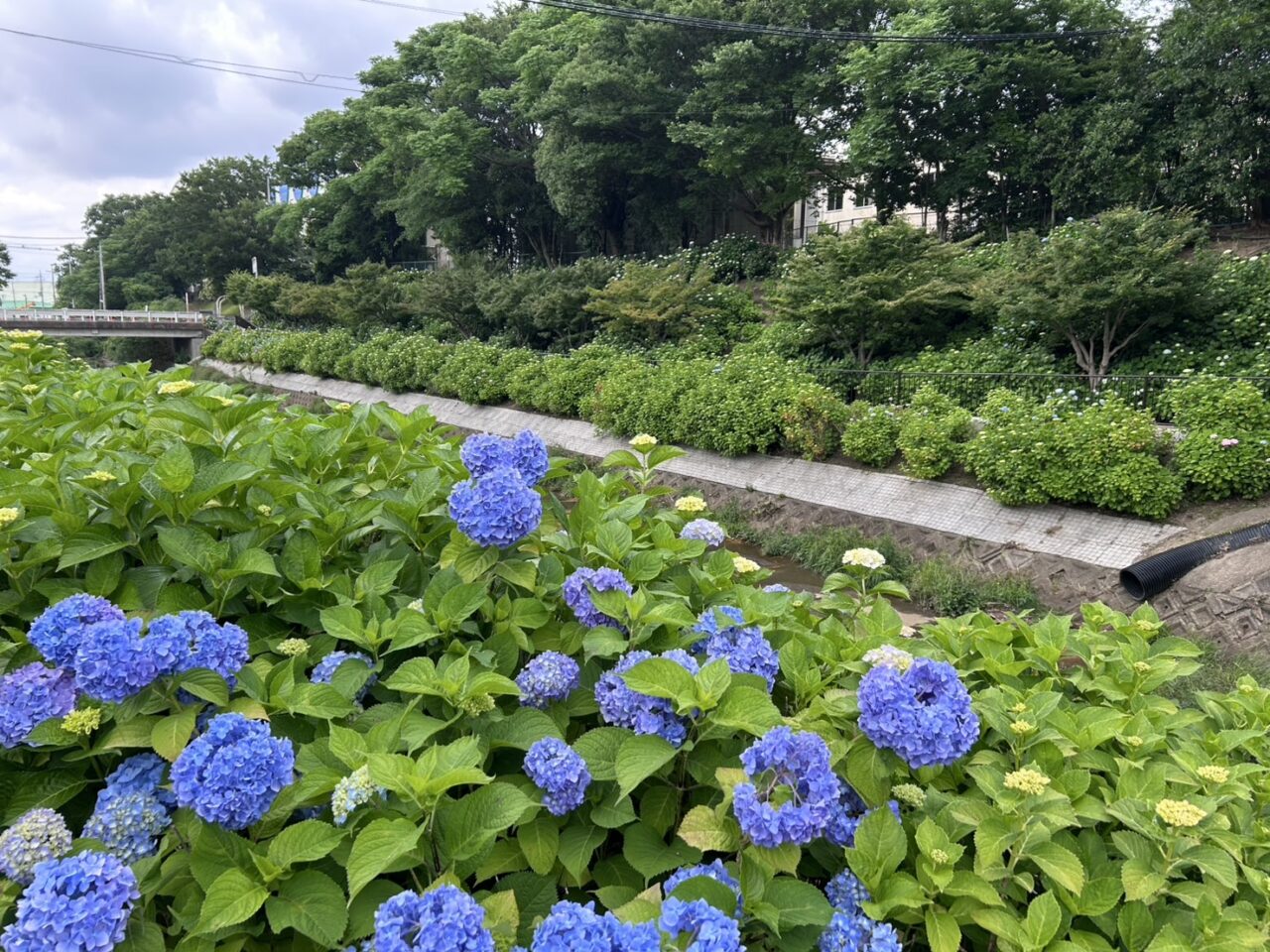 さすてな京都