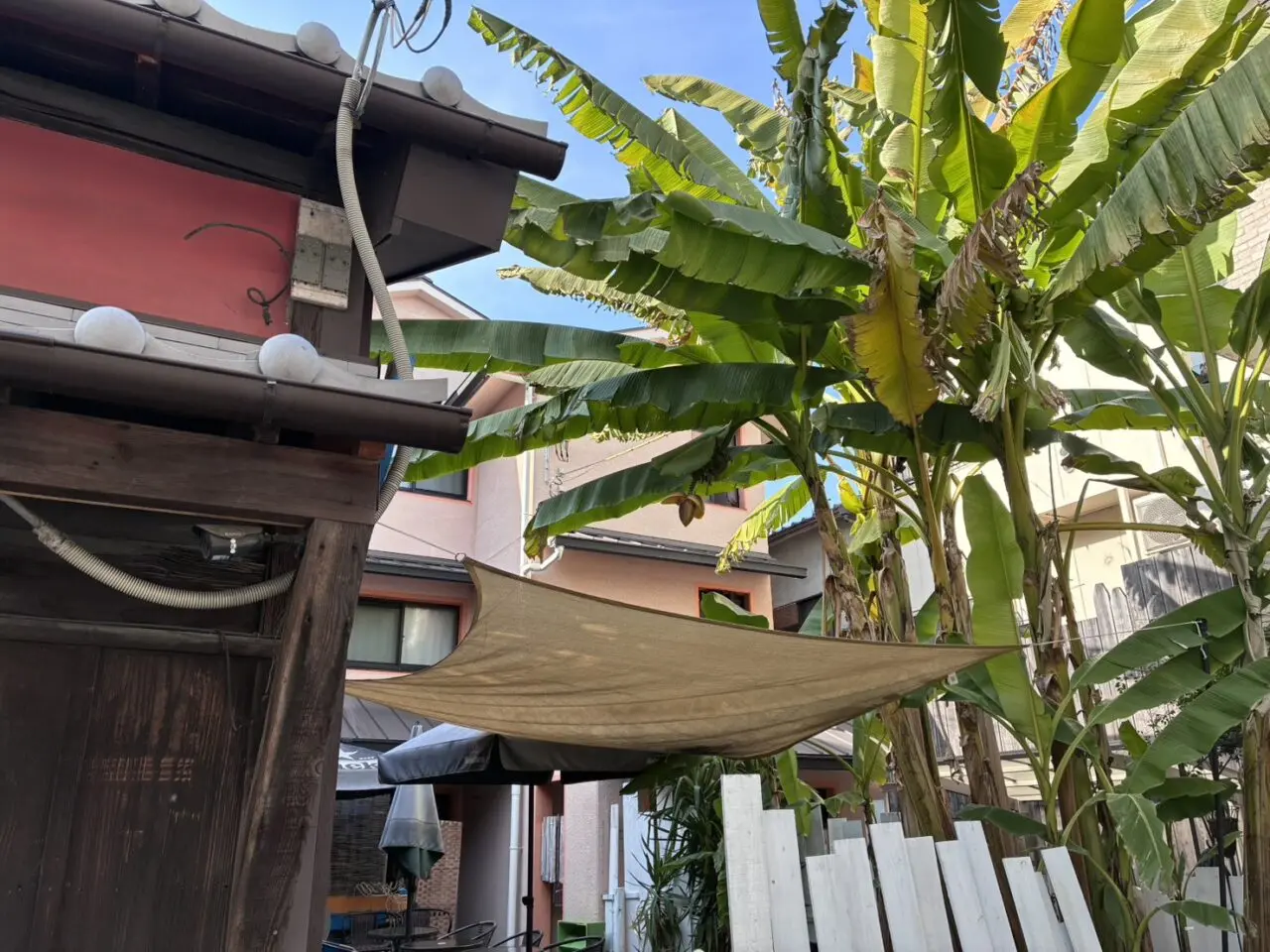 ねことバナナの木