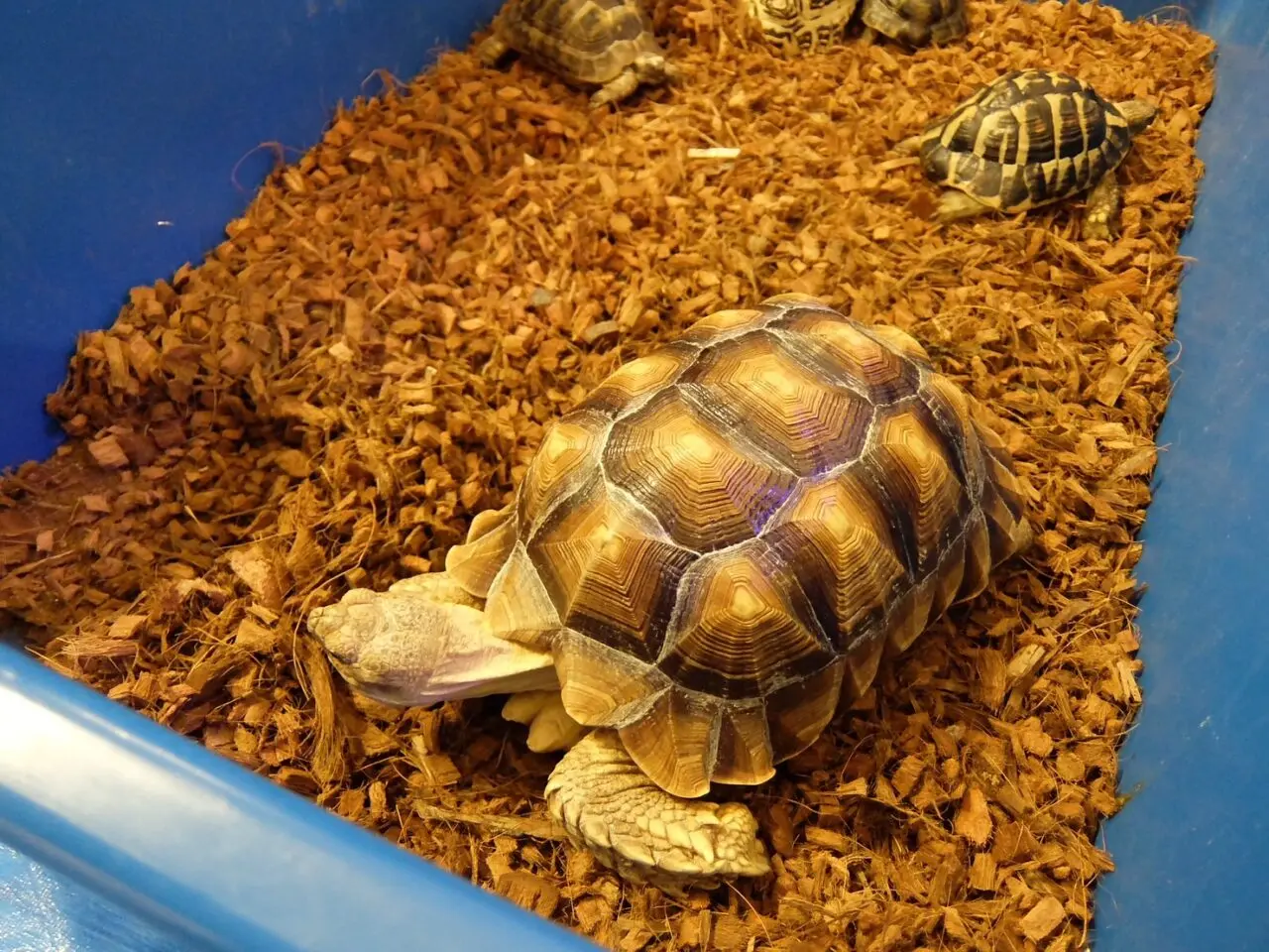 京都環境フェスティバル