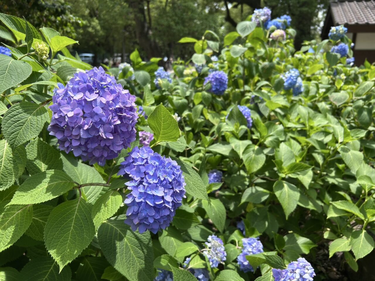 藤森神社
