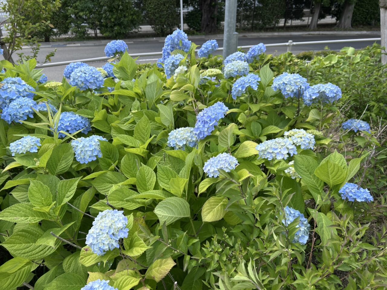 さすてな京都
