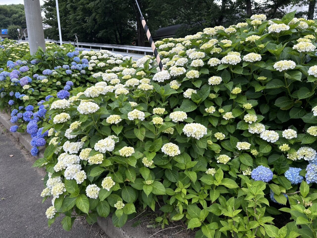 さすてな京都