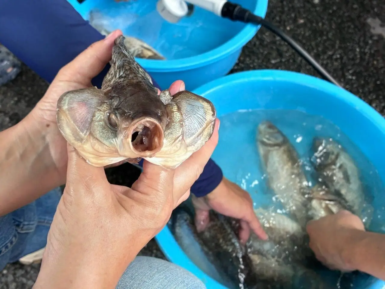 鮒ずしワークショップ