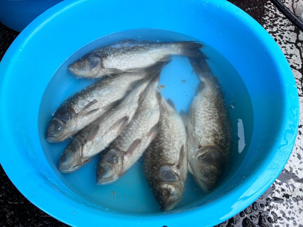 鮒ずしワークショップ