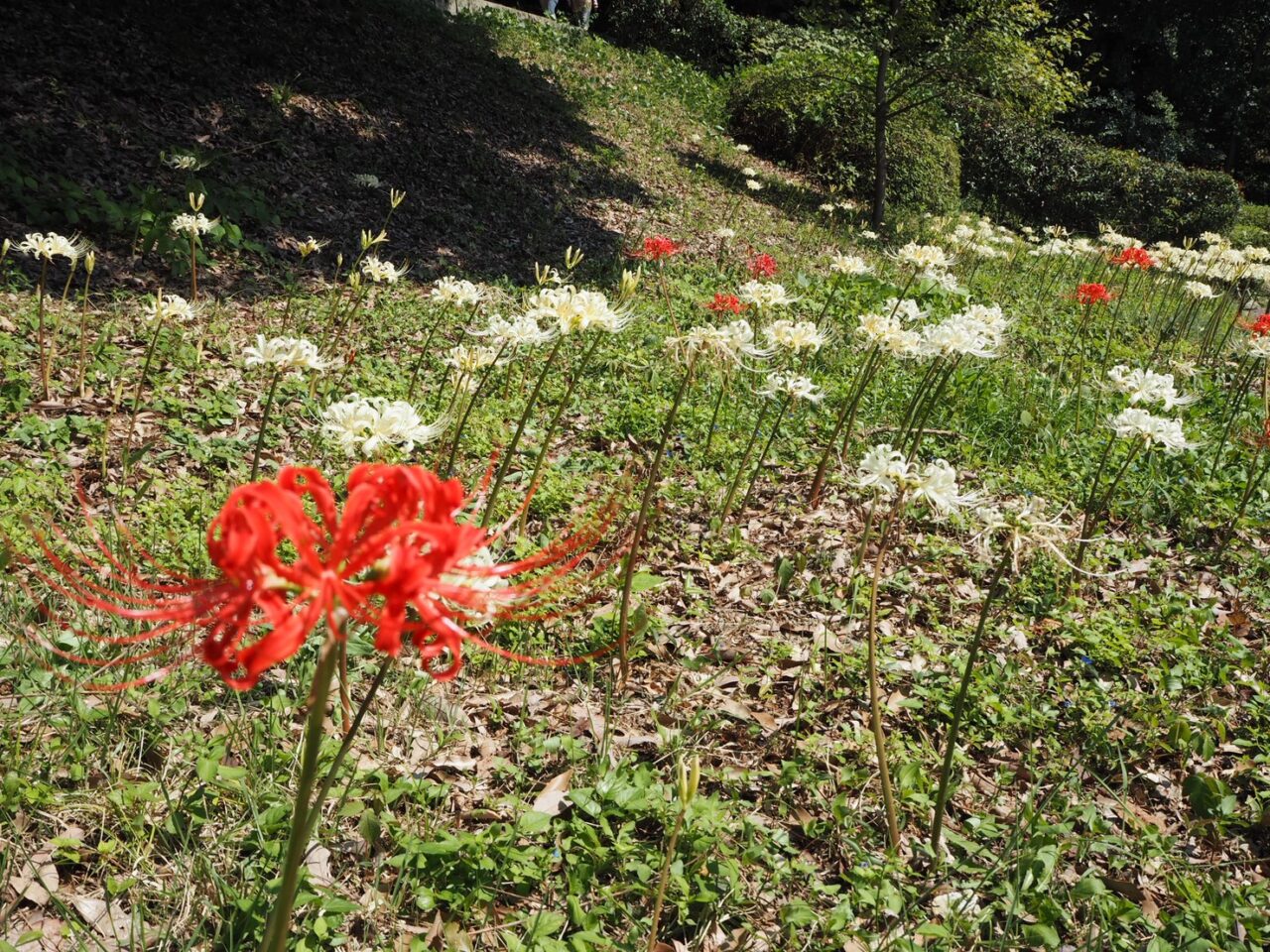 伏見北堀公園